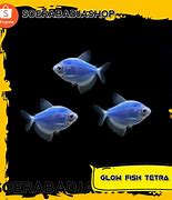 Slot Terbaru Ikan Hias